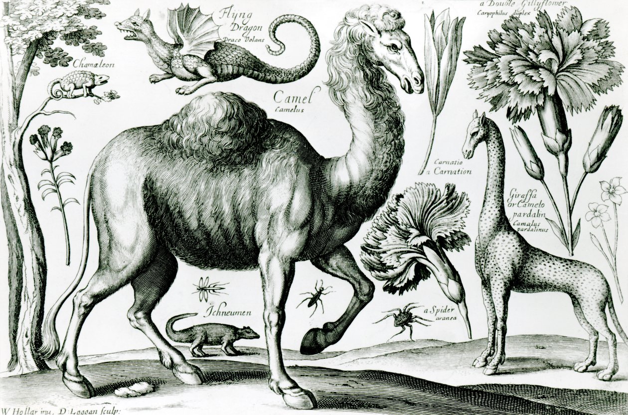 Étude d