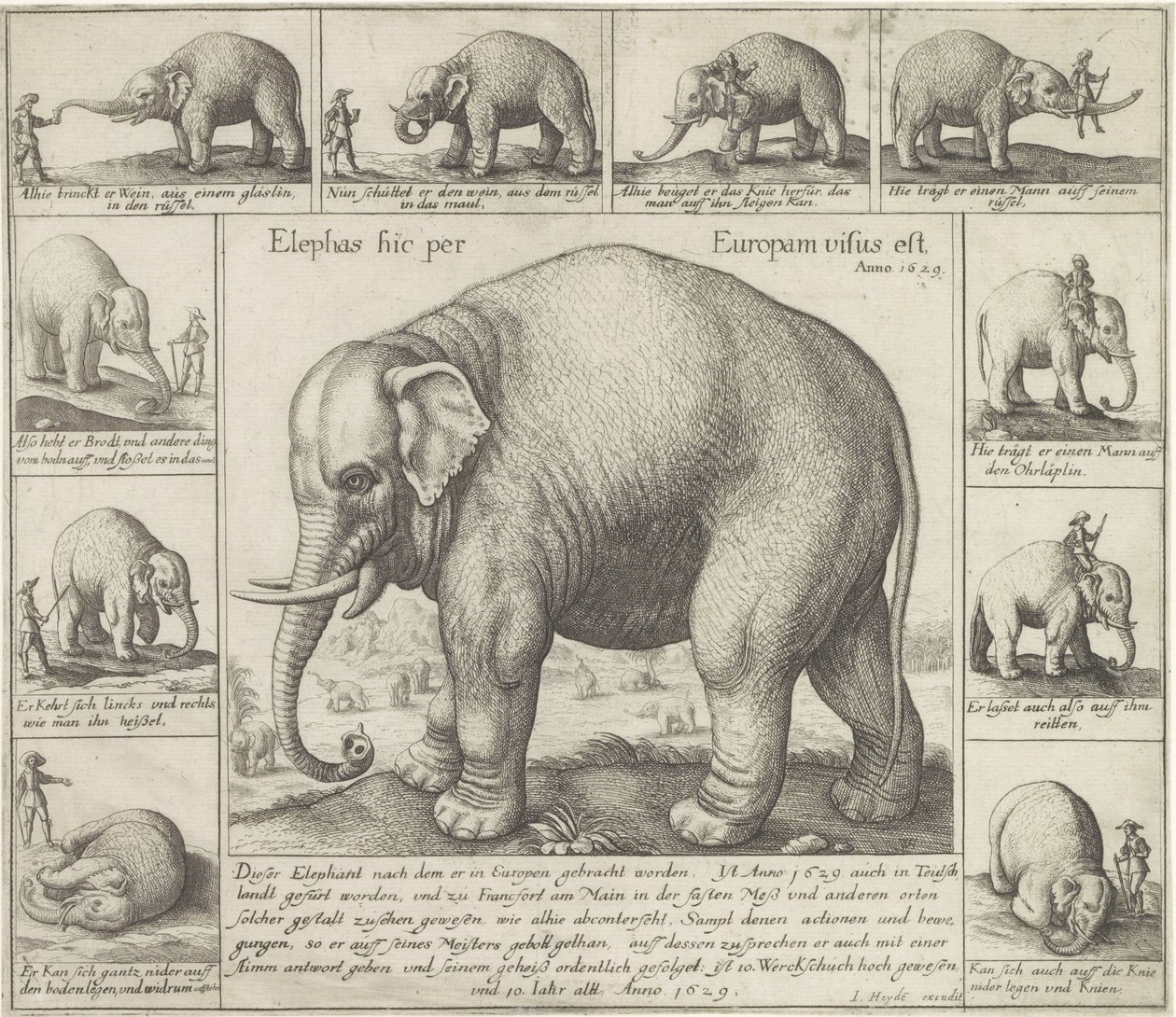 Éléphant apprivoisé - Wenceslaus Hollar