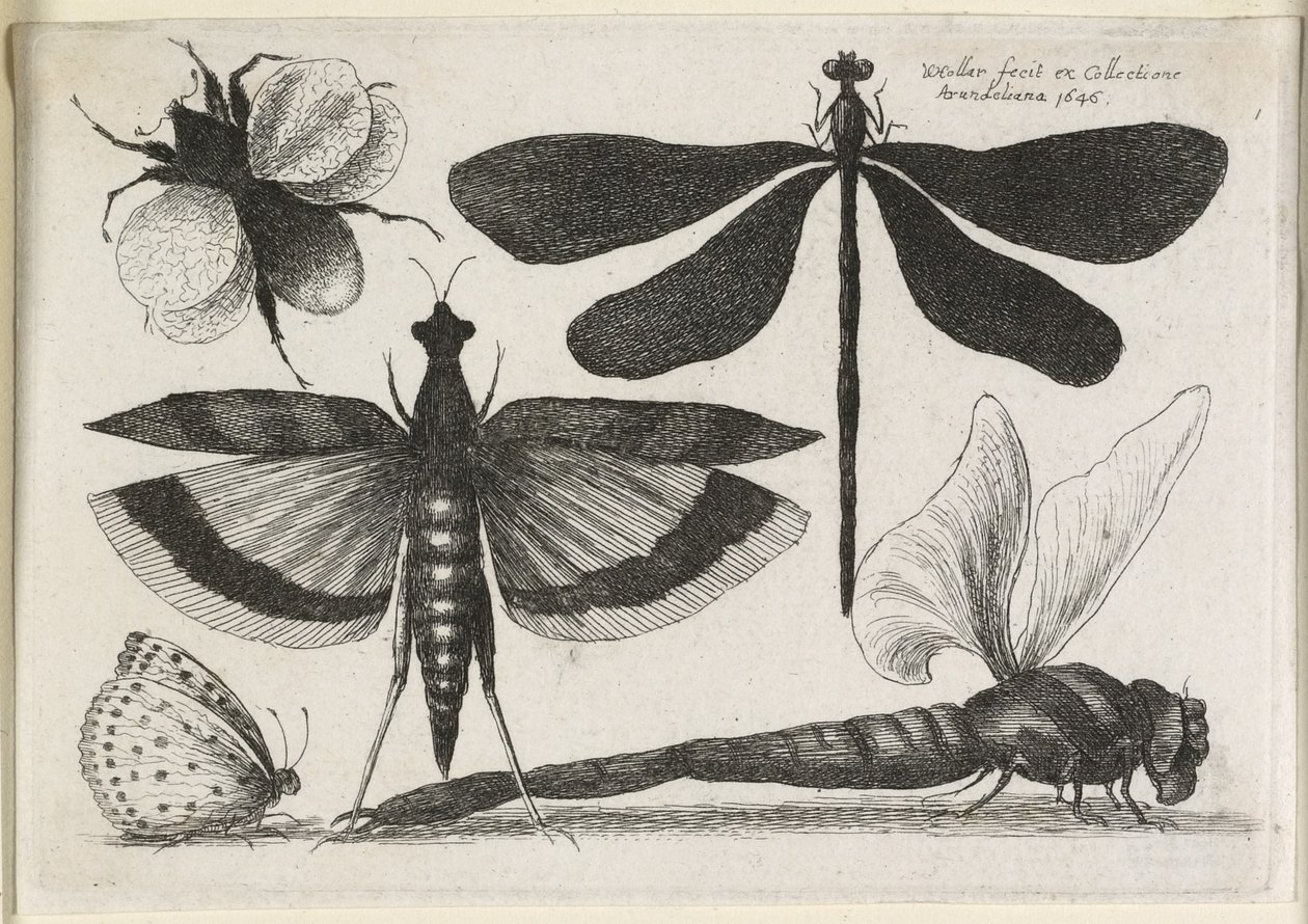 Le Set de Papillons, Un des Douze, 1646 - Wenceslaus Hollar