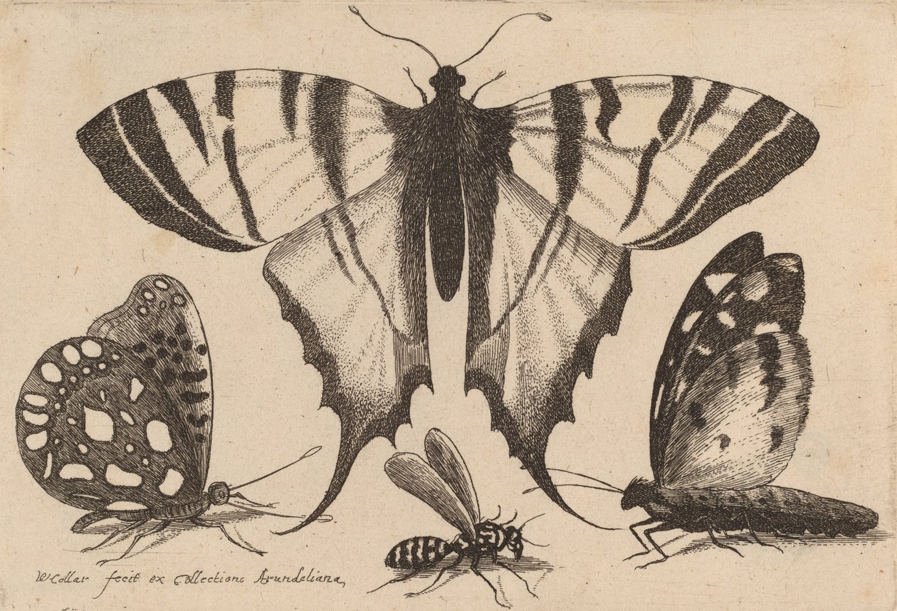 Trois papillons et une guêpe, 1646 - Wenceslaus Hollar