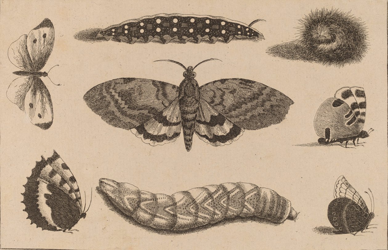 Trois chenilles, un papillon de nuit et quatre papillons - Wenceslaus Hollar