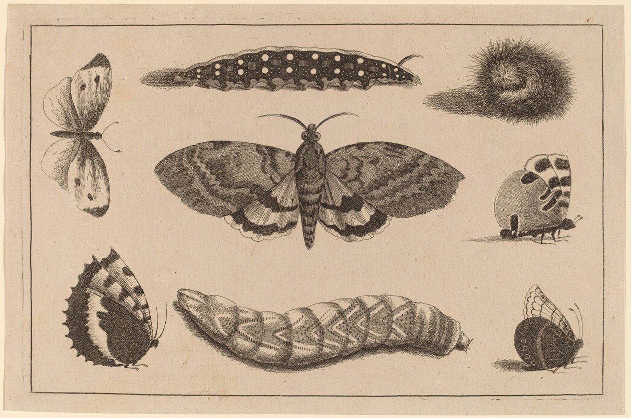 Trois Chenilles, un Papillon de Nuit et Quatre Papillons - Wenceslaus Hollar