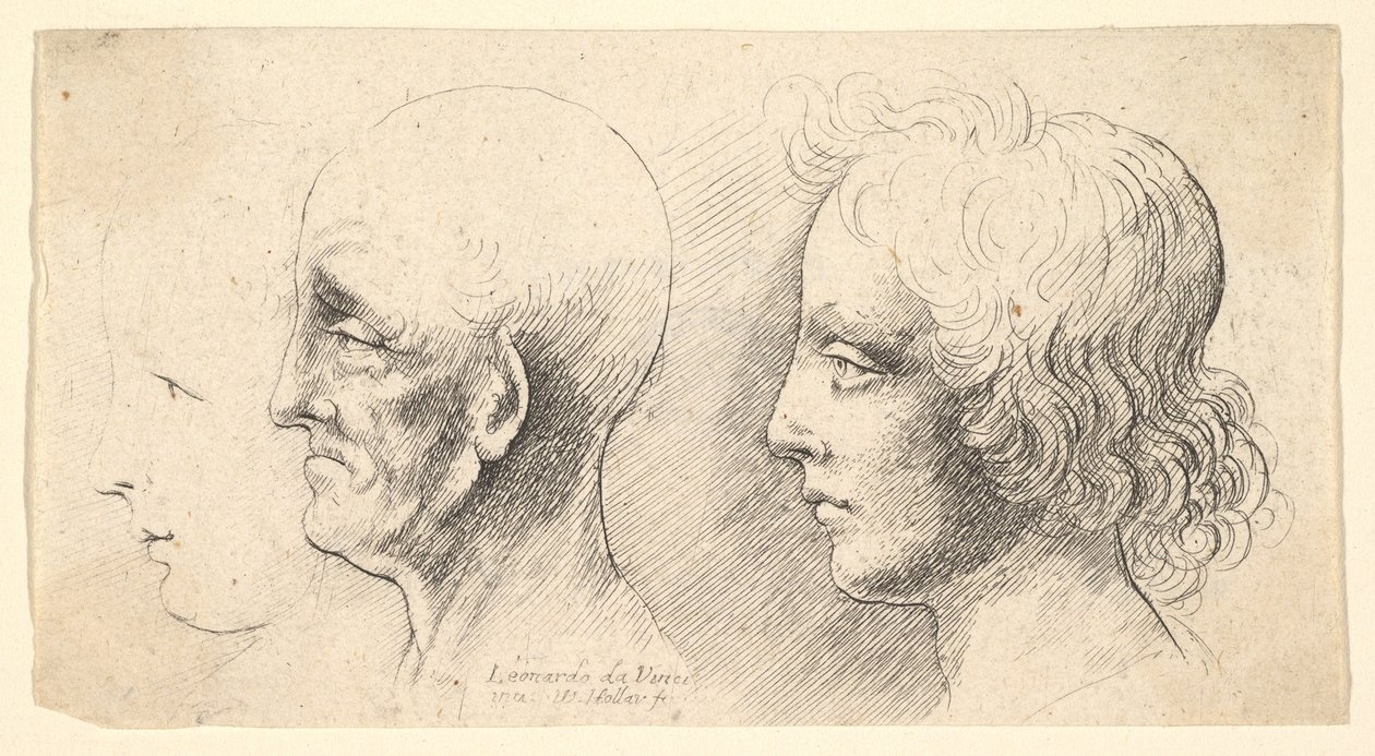 Trois têtes de profil, une seule en contour, 1625-77 - Wenceslaus Hollar