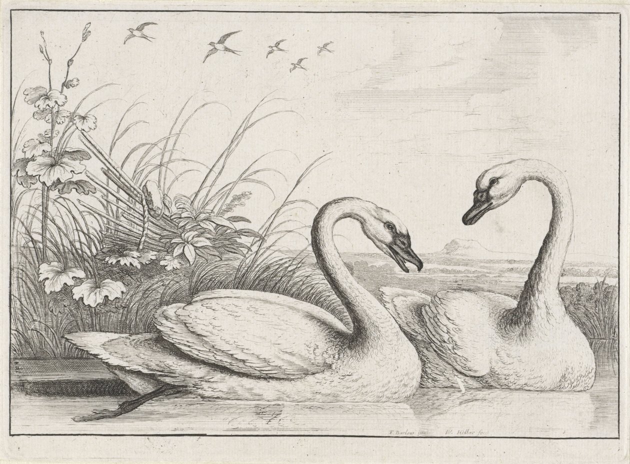 Deux cygnes - Wenceslaus Hollar