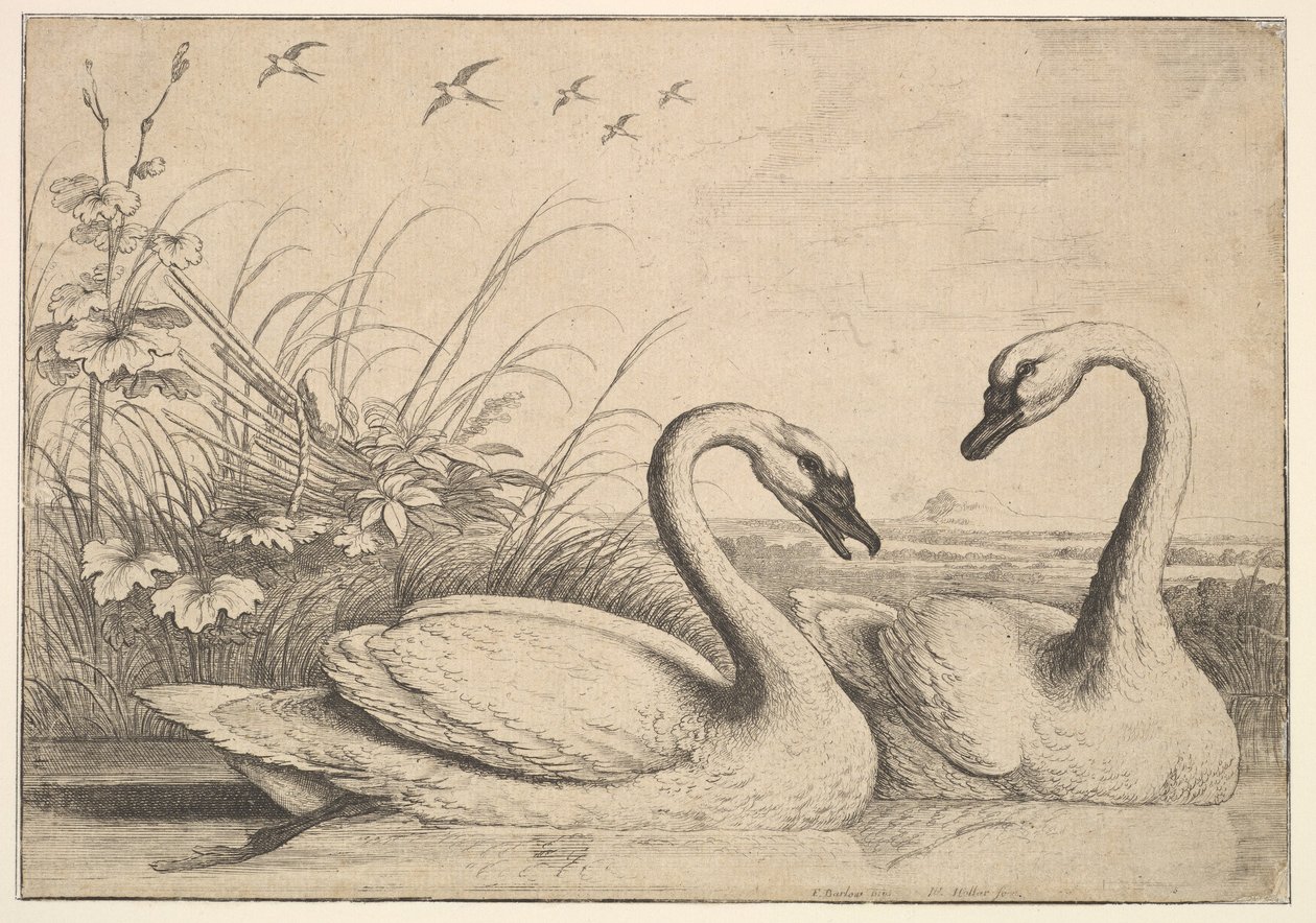 Deux cygnes, 1654-58 - Wenceslaus Hollar