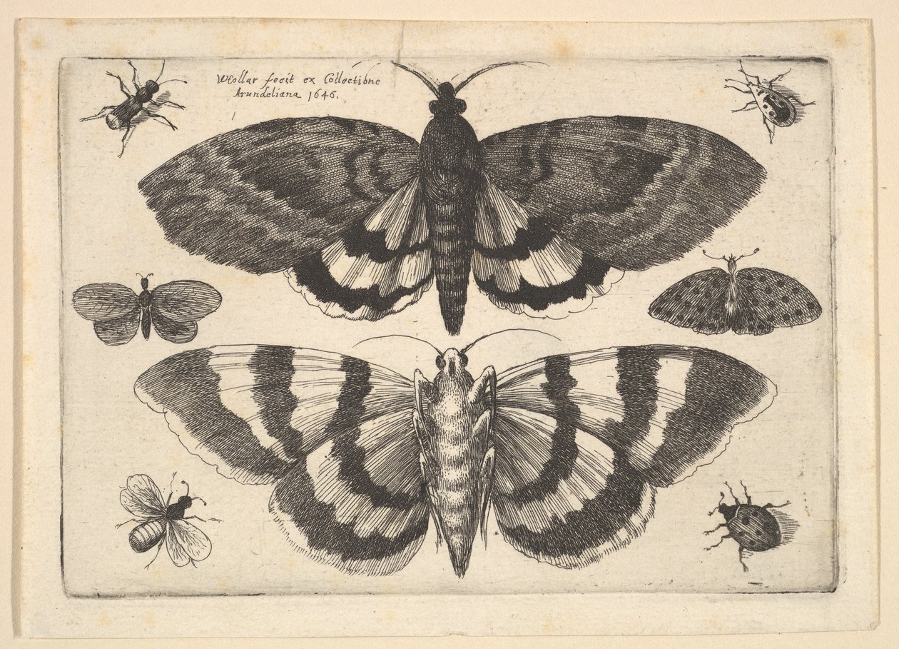 Deux papillons et six insectes, 1645 - Wenceslaus Hollar