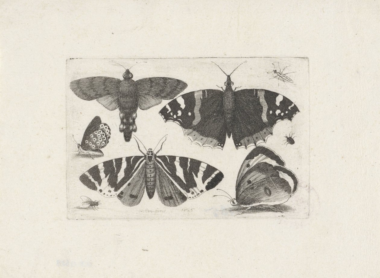 Quatre papillons, une mite, deux coléoptères et une mouche - Wenceslaus Hollar