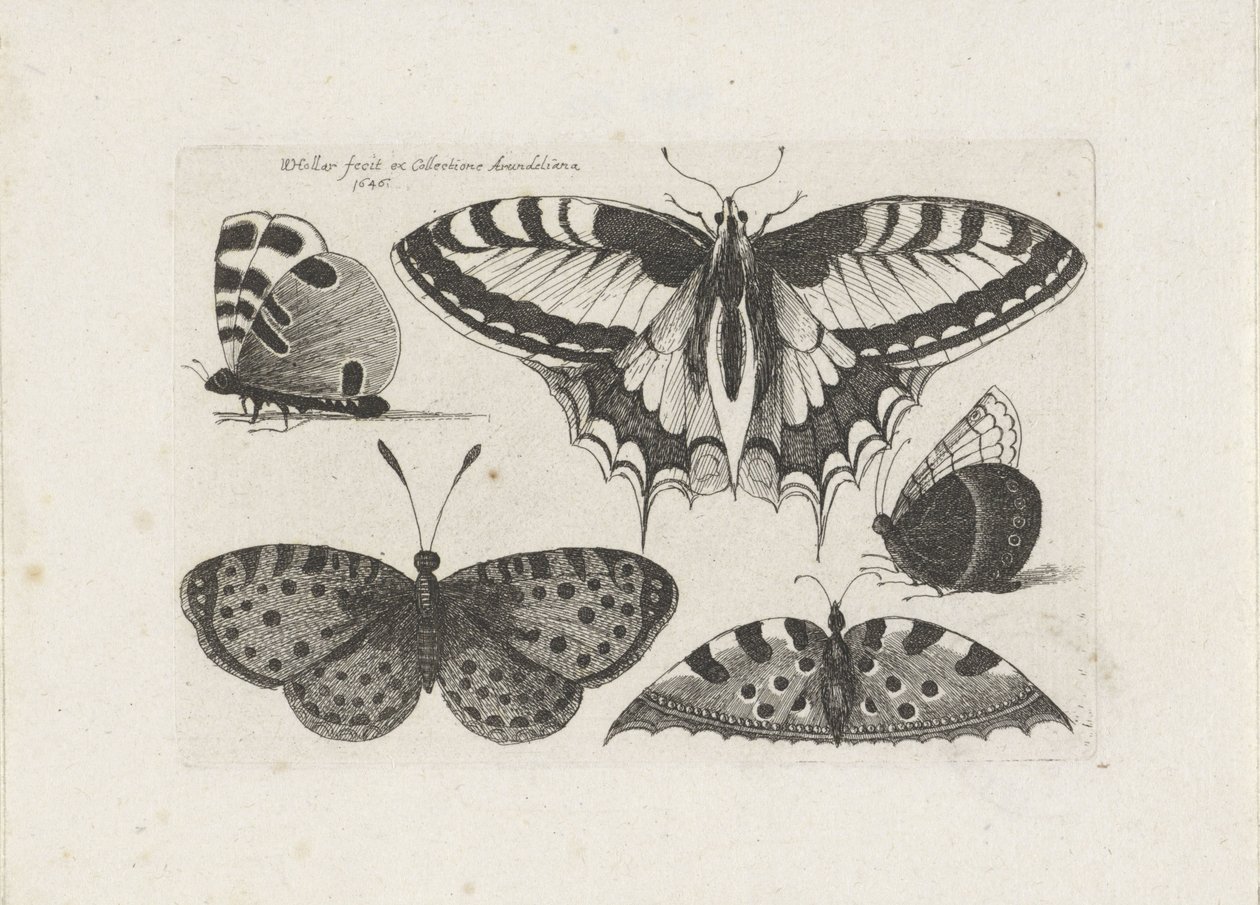 Cinq papillons - Wenceslaus Hollar