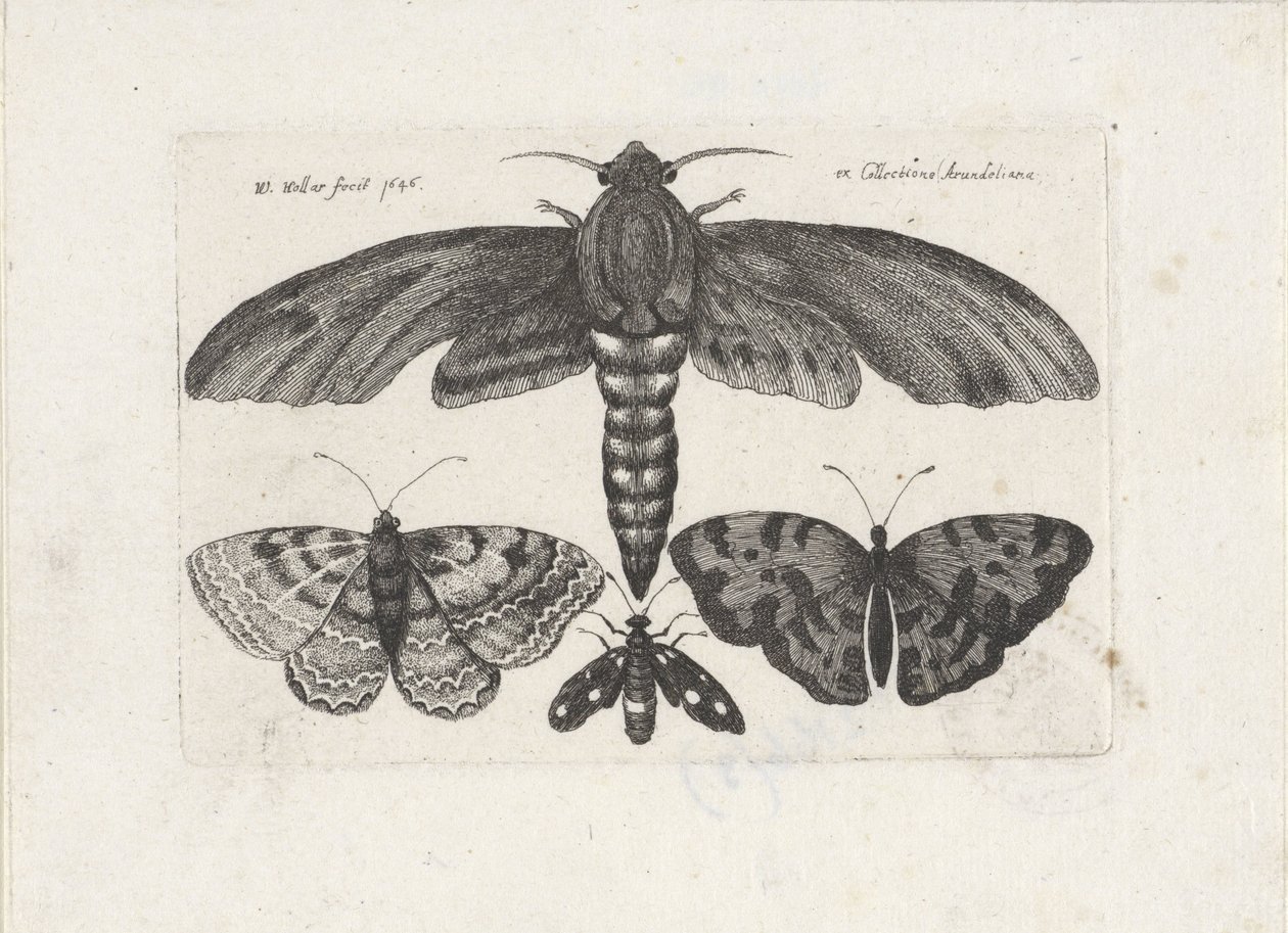 Papillons et un papillon de nuit - Wenceslaus Hollar