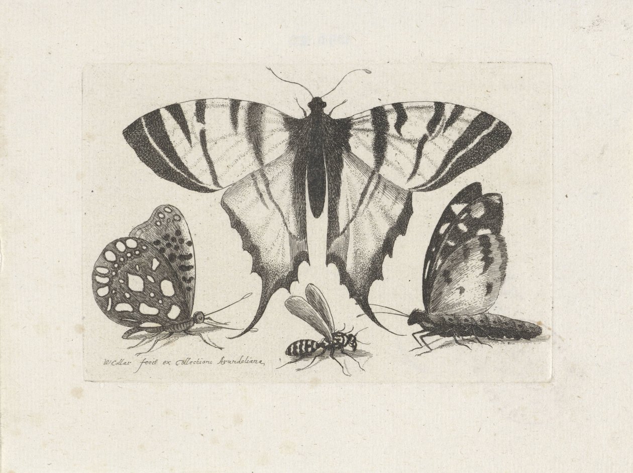 Papillons et une guêpe - Wenceslaus Hollar
