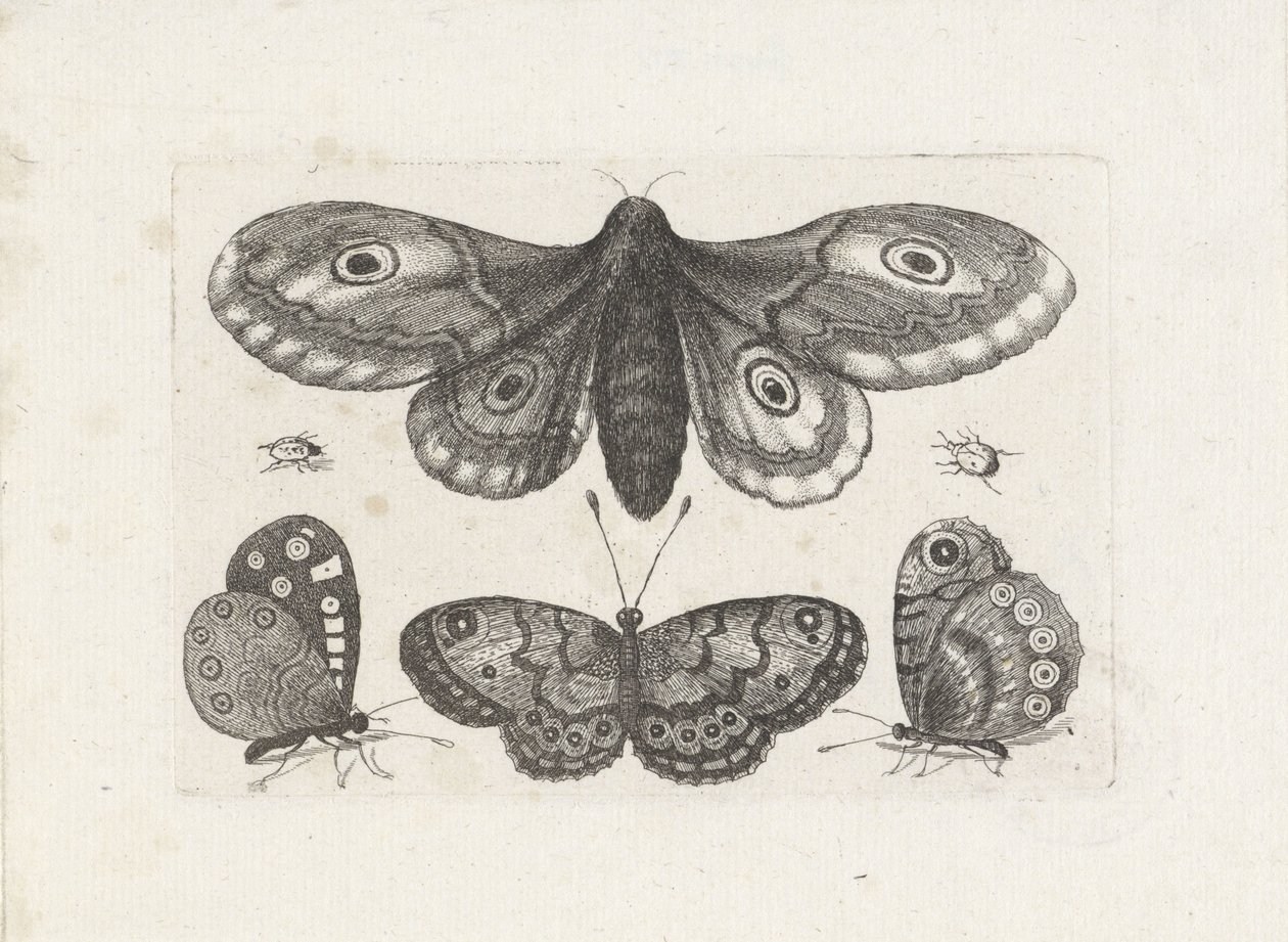 Papillons, scarabées et un papillon de nuit - Wenceslaus Hollar
