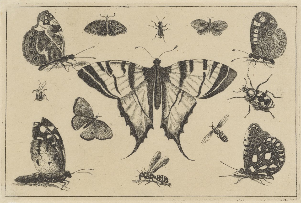Papillons, guêpe et autres insectes - Wenceslaus Hollar