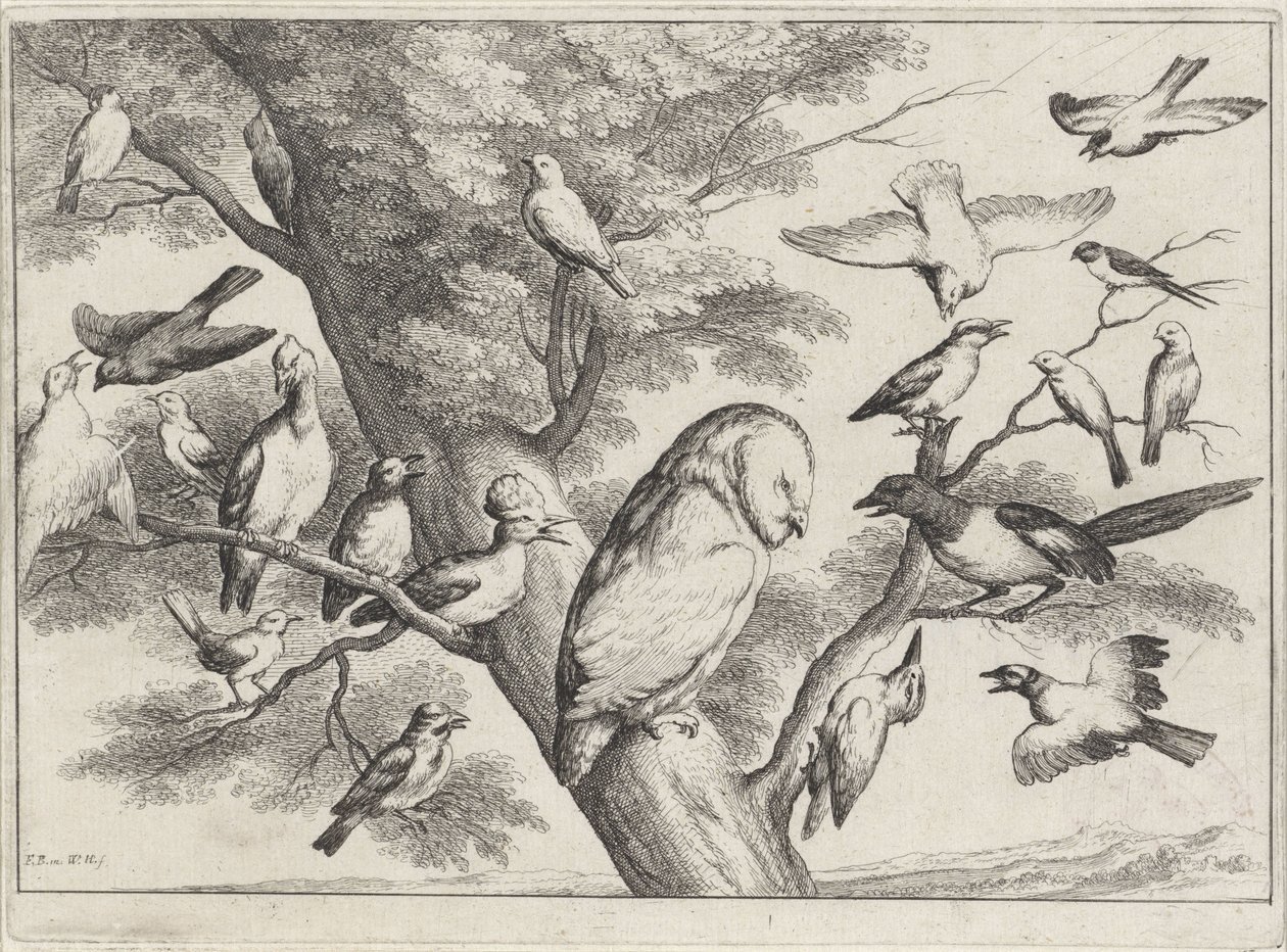 Oiseaux dans un arbre (série Différents oiseaux) - Wenceslaus Hollar