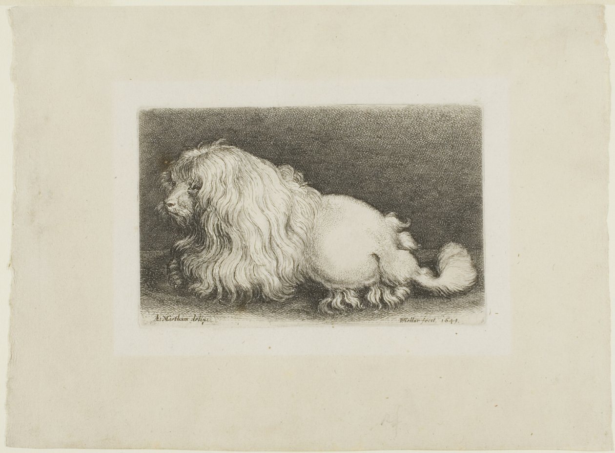 Chien blanc - Wenceslaus Hollar