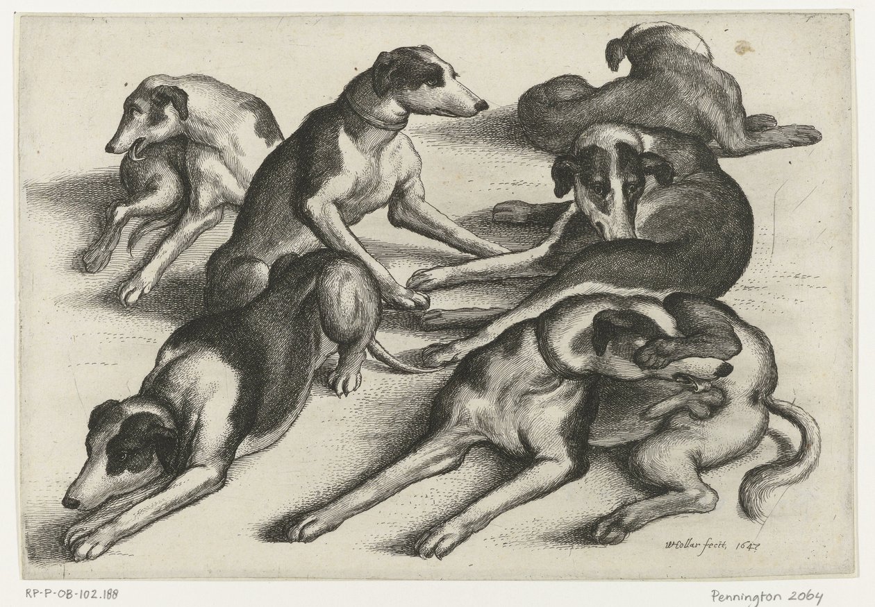 Six chiens de chasse couchés - Wenceslaus Hollar