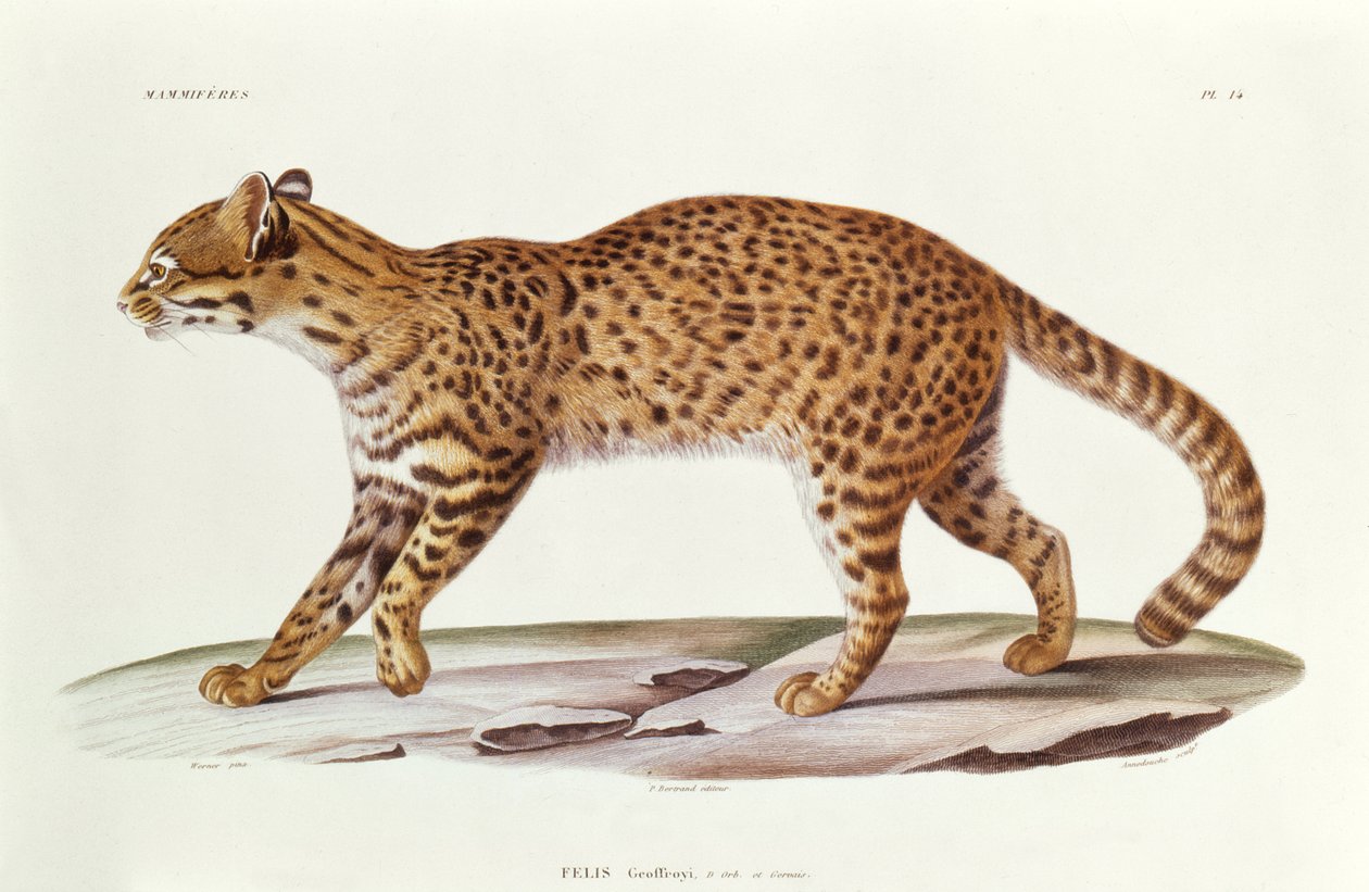 Chat de Geoffroy (felis Geoffroyi) illustration de Voyage dans l