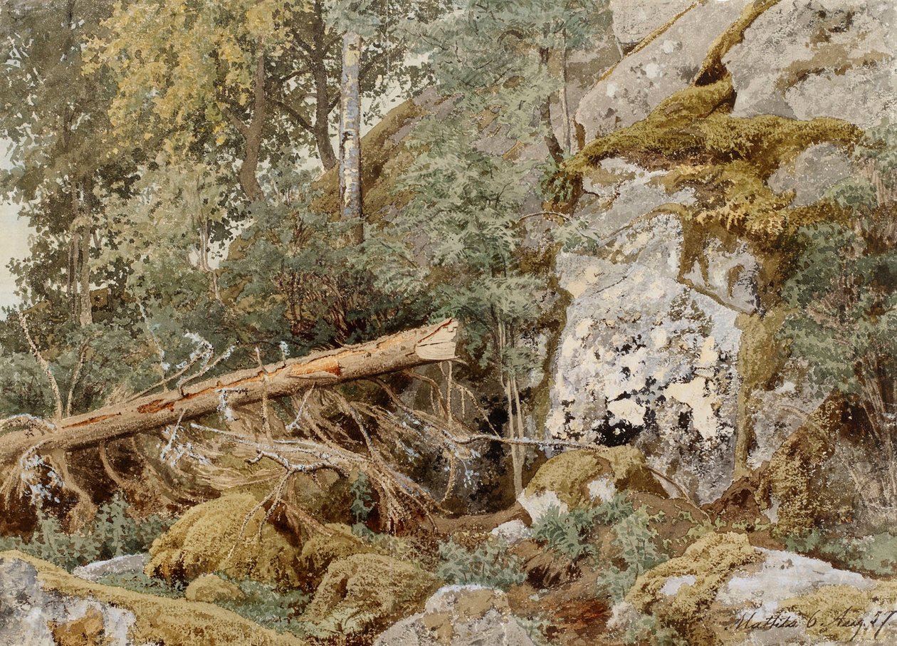 Roche moussue dans la forêt - Werner Holmberg