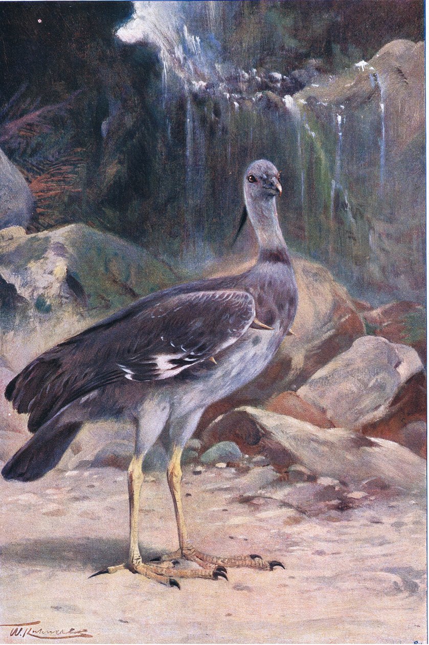 Kamichi à collier, de La Faune du Monde publiée par Frederick Warne & Co, vers 1900 - Wilhelm Kuhnert