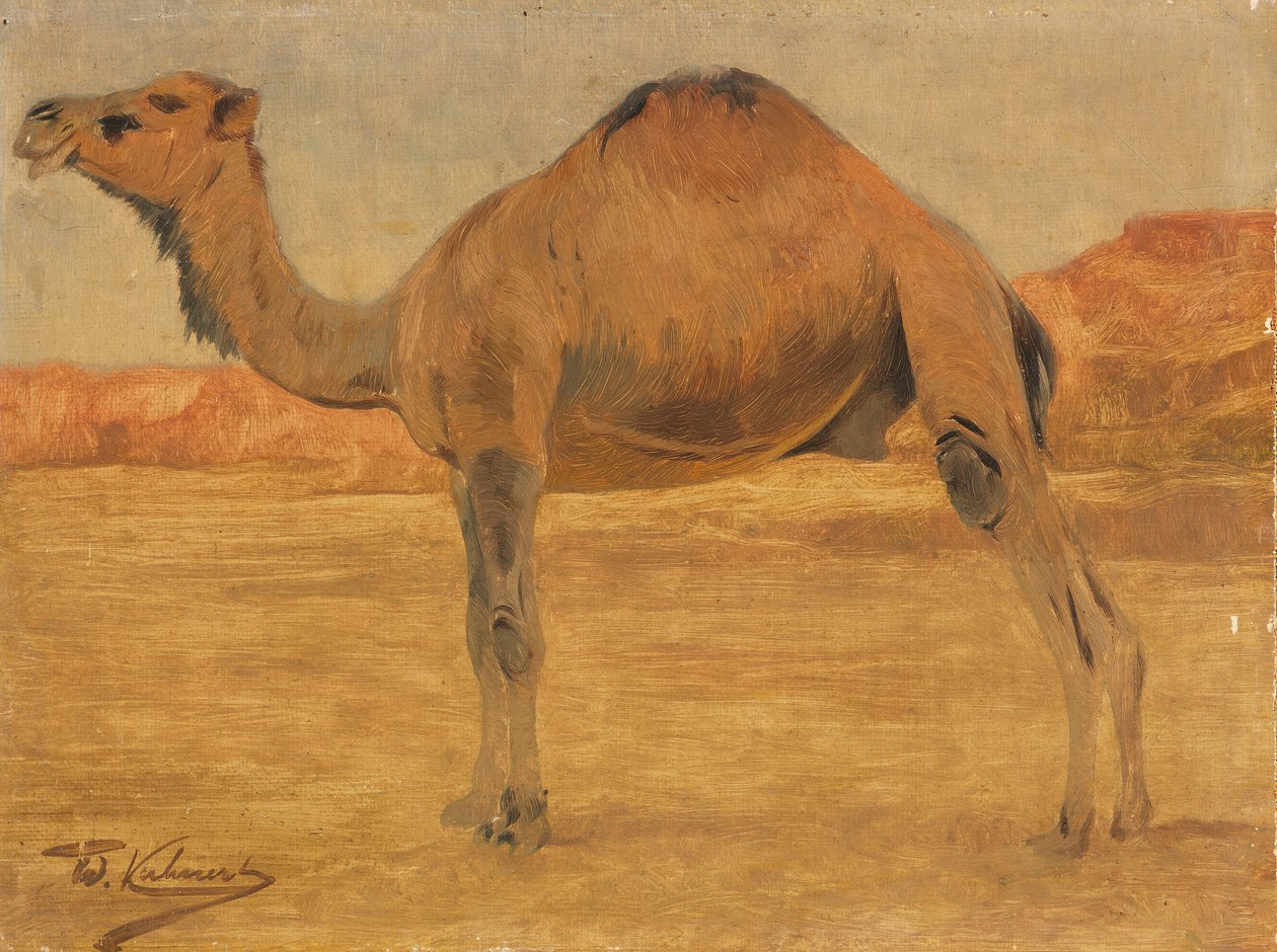 Dromadaire - Wilhelm Kuhnert