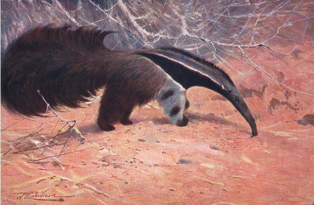 Grand fourmilier, de La Faune du Monde publiée par Frederick Warne & Co, vers 1900 - Wilhelm Kuhnert
