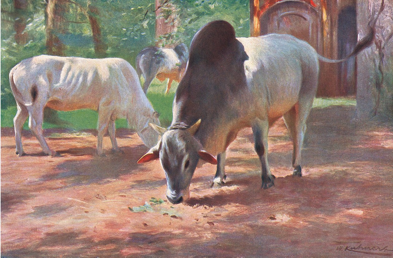 Bétail indien bossu, tiré de La Faune du Monde publié par Frederick Warne & Co, vers 1900 - Wilhelm Kuhnert