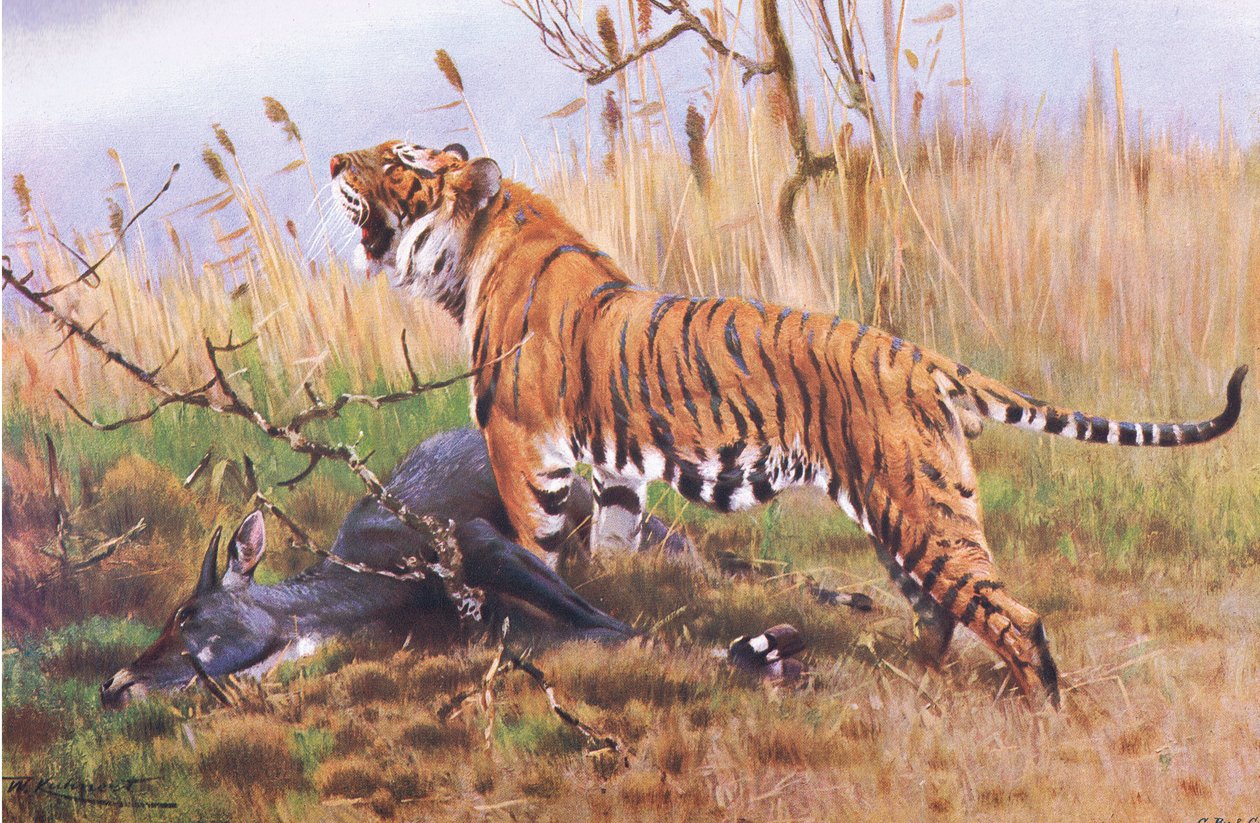 Tigre, de La Faune du Monde publiée par Frederick Warne & Co, vers 1900 - Wilhelm Kuhnert