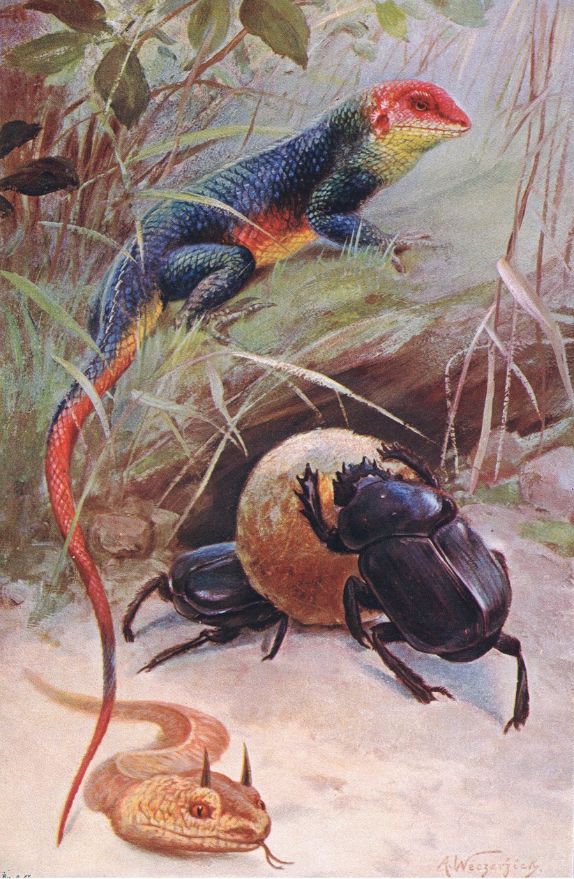 Un Gama, Vipère cornue et Scarabée sacré, illustration de Wildlife of the World, c.1910 - Wilhelm Kuhnert