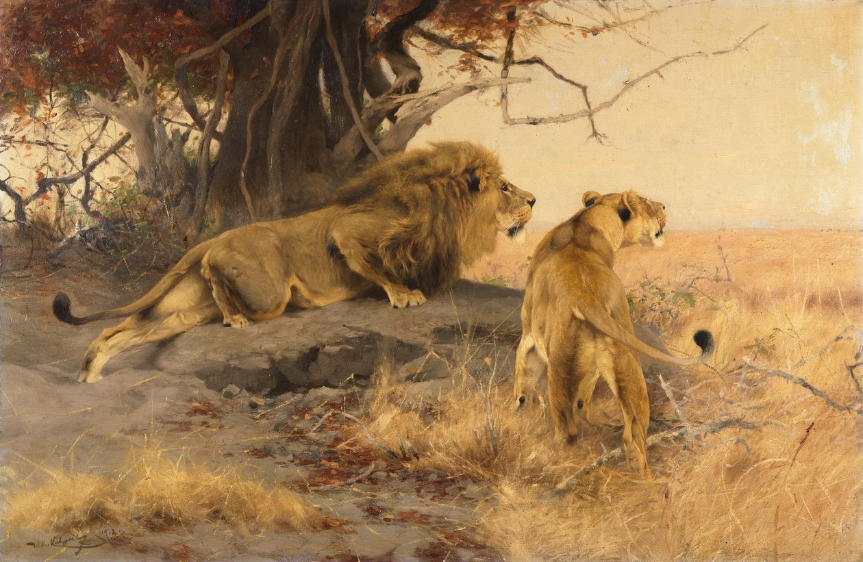 Un lion et une lionne dans la savane - Wilhelm Kuhnert