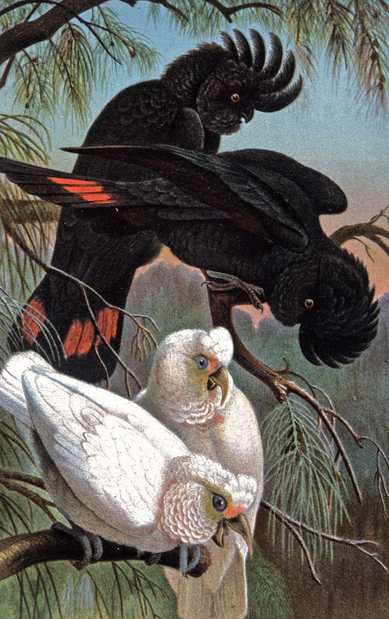 Cacatoès de Banks (illustration) - Wilhelm Kuhnert