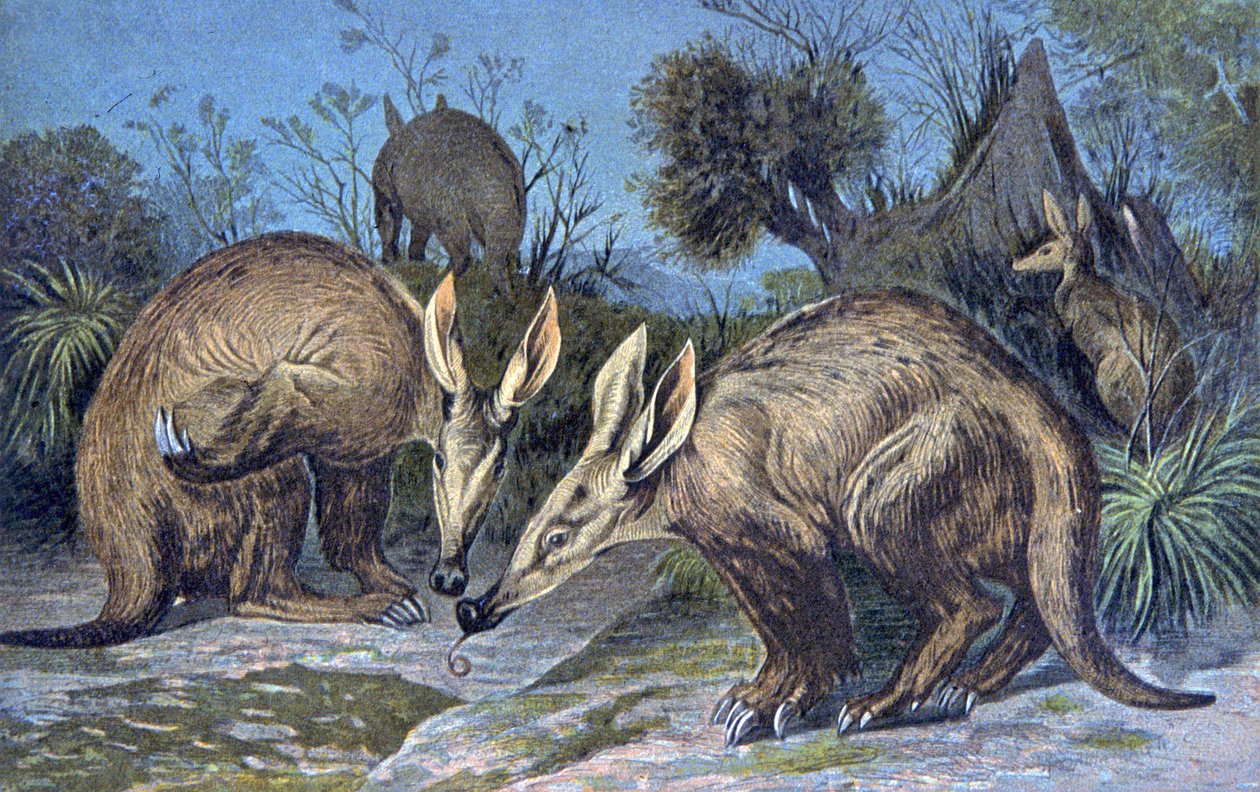 Cape aardvark, cochon de terre - Wilhelm Kuhnert