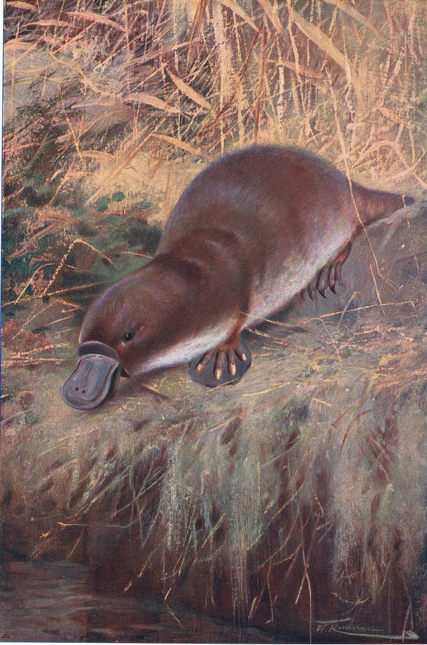 Ornithorynque, illustration de La Faune du Monde, c.1910 - Wilhelm Kuhnert
