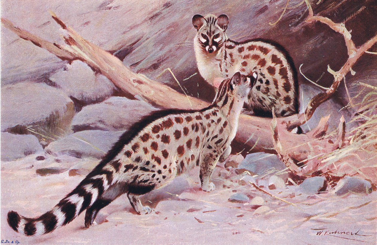 Genette de Dungola, illustration de La Faune du Monde, c.1910 - Wilhelm Kuhnert