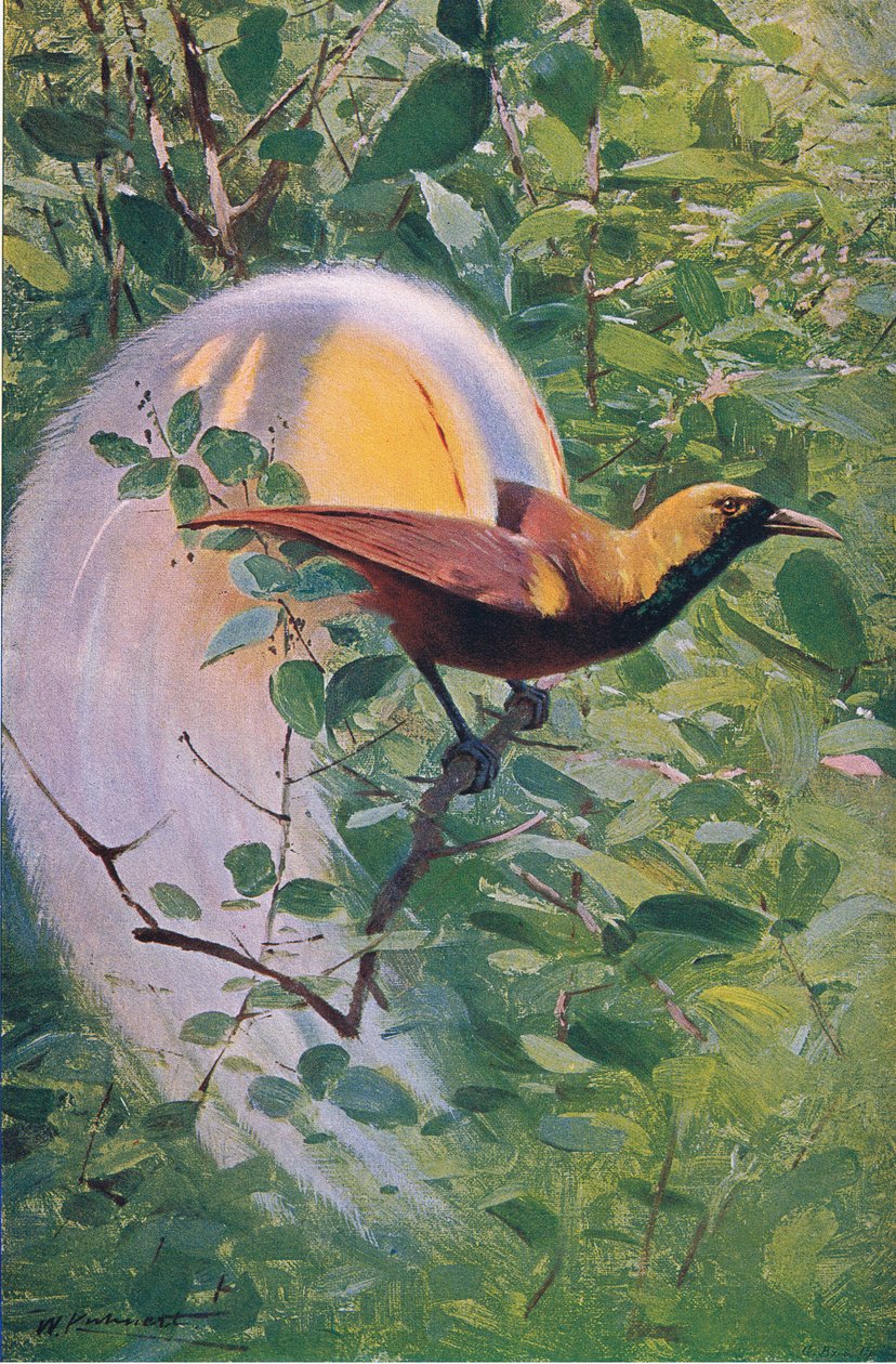 Grand Oiseau de Paradis, illustration de La Faune du Monde, c.1910 - Wilhelm Kuhnert