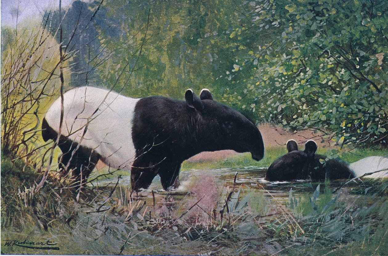 Tapir indien, de Wildlife of the World publié par Frederick Warne & Co, vers 1900 - Wilhelm Kuhnert