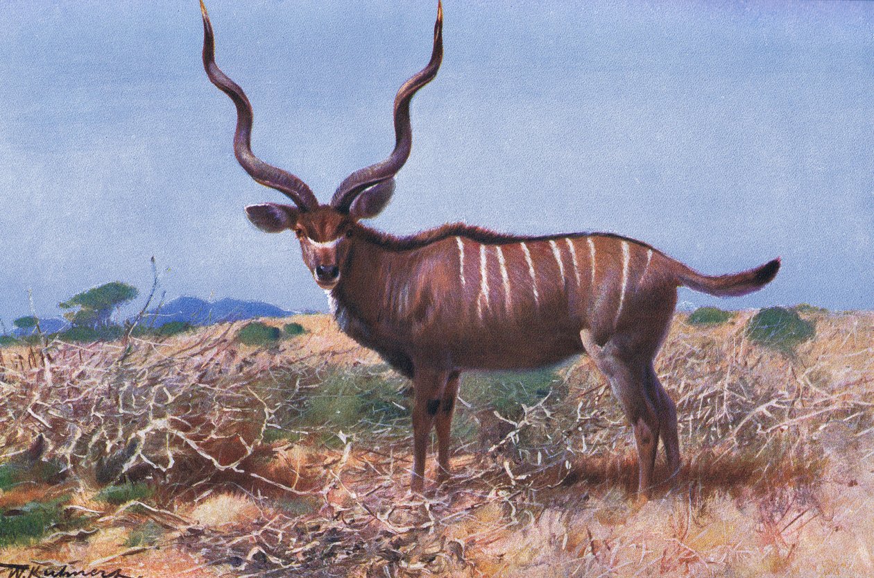 Koudou, illustration de La Faune du Monde, c.1910 - Wilhelm Kuhnert