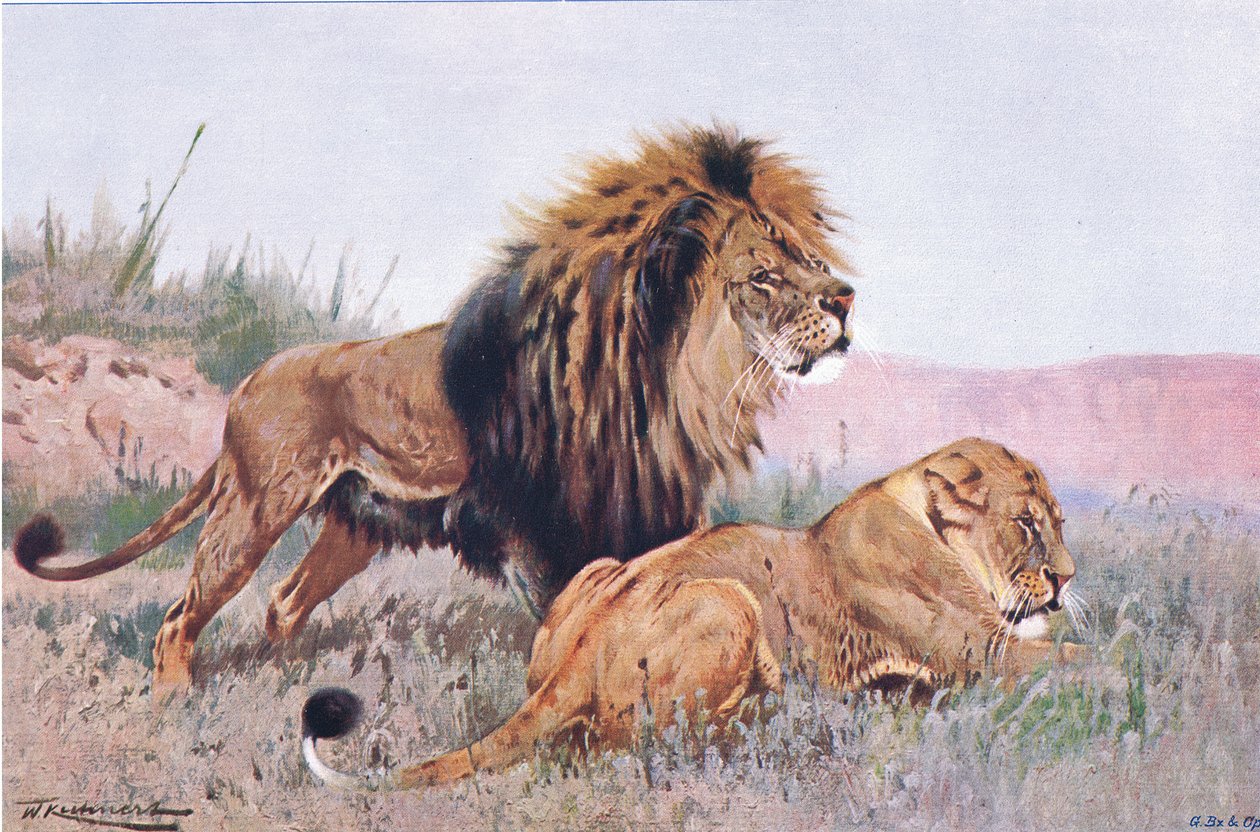 Lion et lionne, illustration de Wildlife of the World, c.1910 - Wilhelm Kuhnert