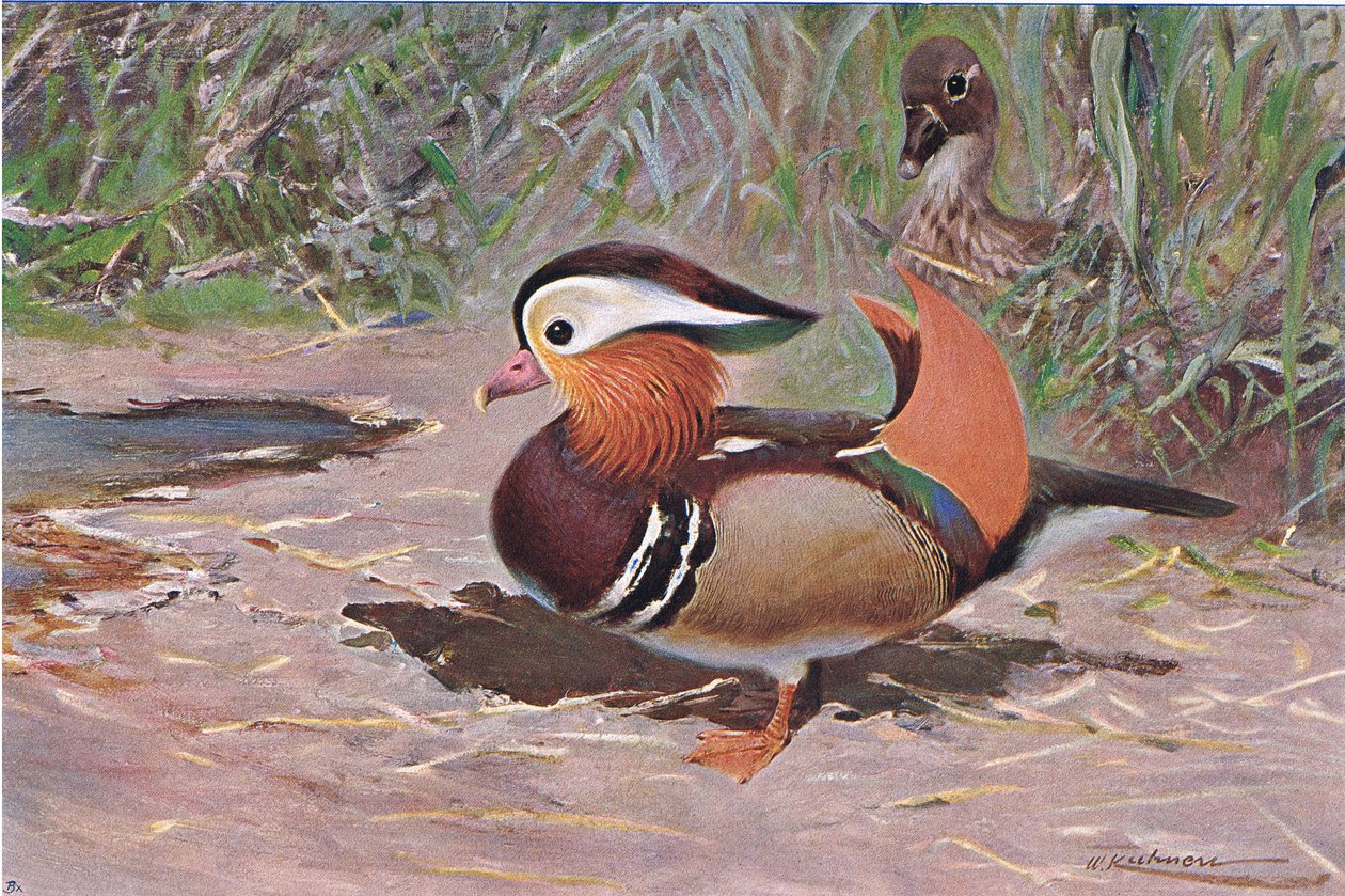 Canard mandarin, de Wildlife of the World publié par Frederick Warne & Co, vers 1900 - Wilhelm Kuhnert