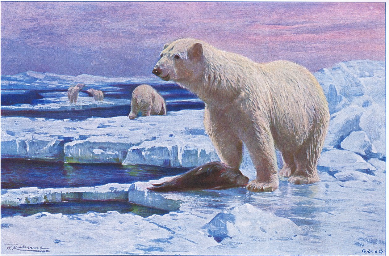 Ours polaire, de Wildlife of the World publié par Frederick Warne & Co, vers 1900 - Wilhelm Kuhnert