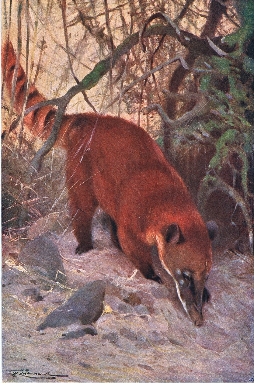 Coati rouge, de Wildlife of the World publié par Frederick Warne & Co, vers 1900 - Wilhelm Kuhnert