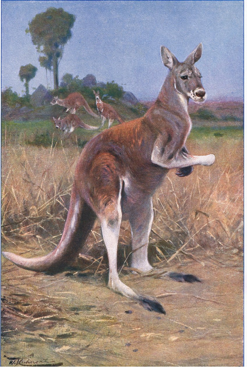 Kangourou rouge, illustration de La Faune du Monde, c.1910 - Wilhelm Kuhnert
