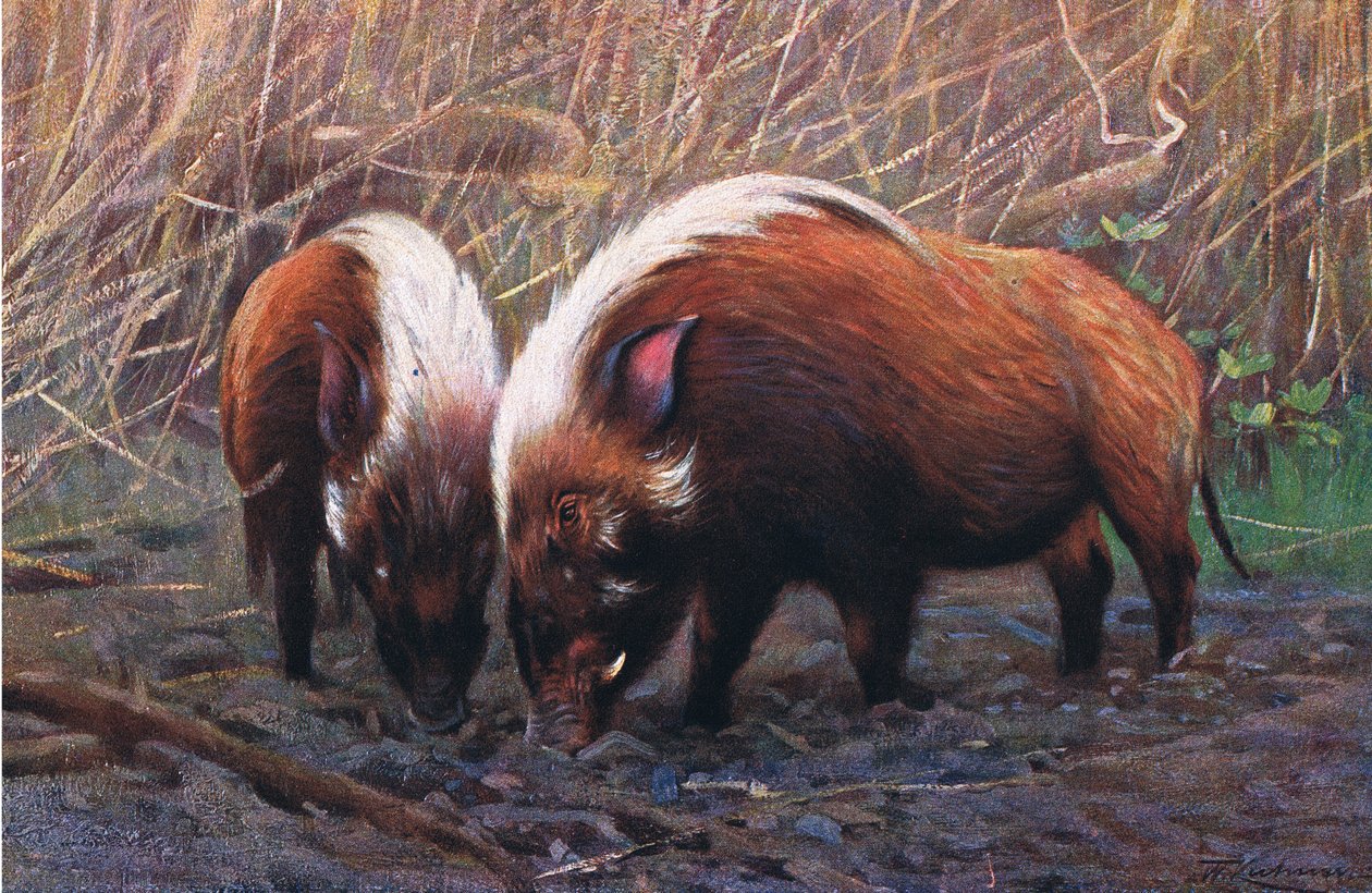 Cochon de rivière, illustration de La Faune du Monde, c.1910 - Wilhelm Kuhnert