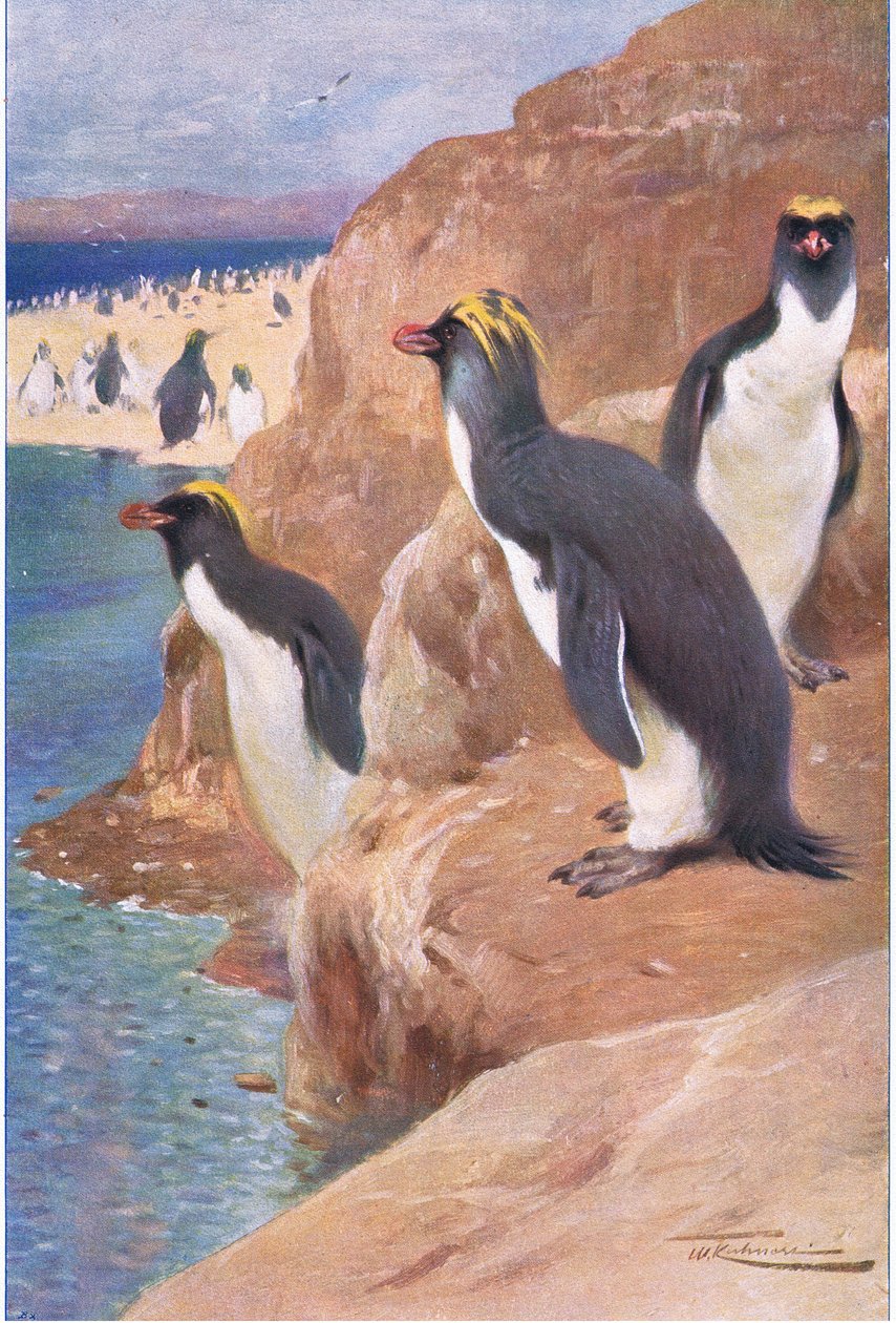 Manchot des rochers, illustration de La Faune du Monde, c.1910 - Wilhelm Kuhnert