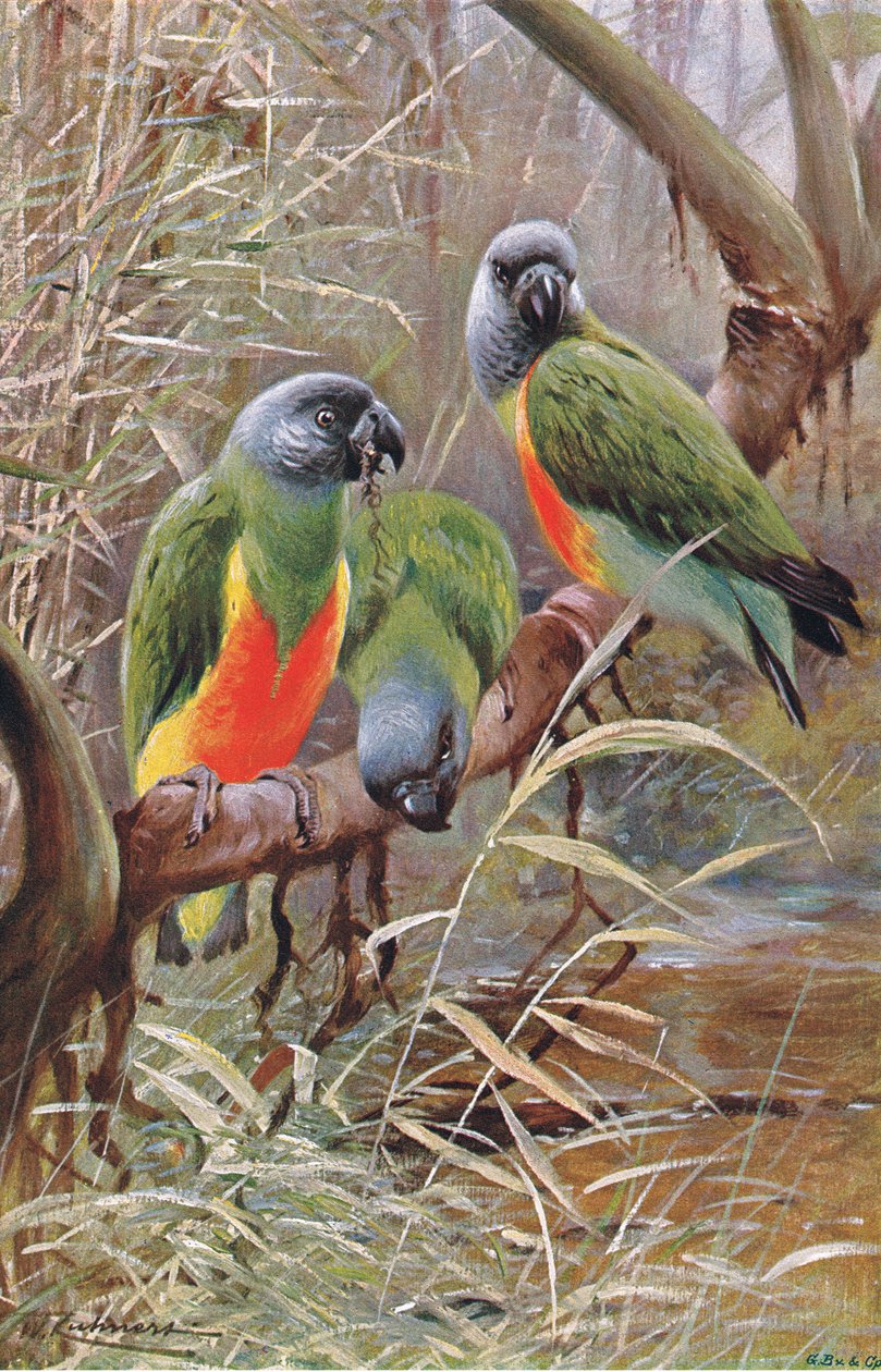 Perroquet du Sénégal, illustration de La Faune du Monde, c.1910 - Wilhelm Kuhnert