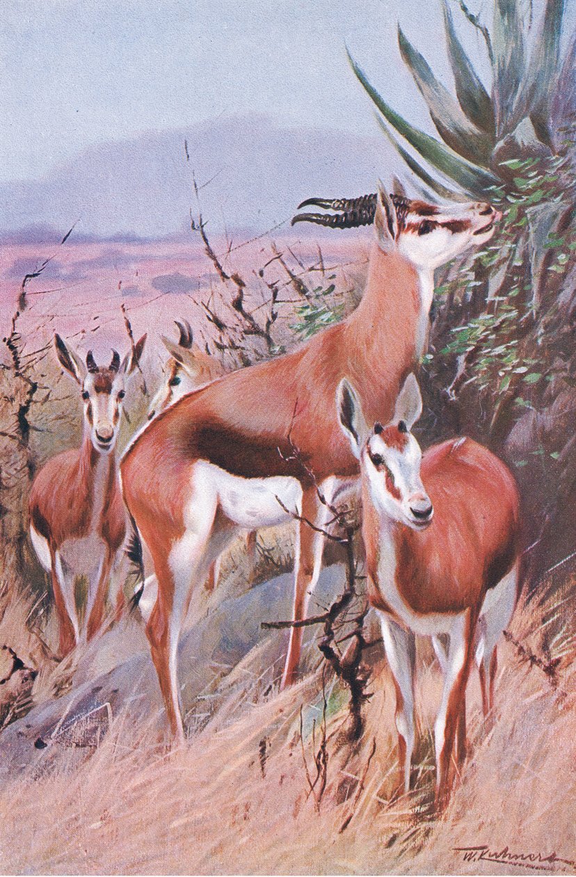 Springbok, illustration de La Faune du Monde, c.1910 - Wilhelm Kuhnert