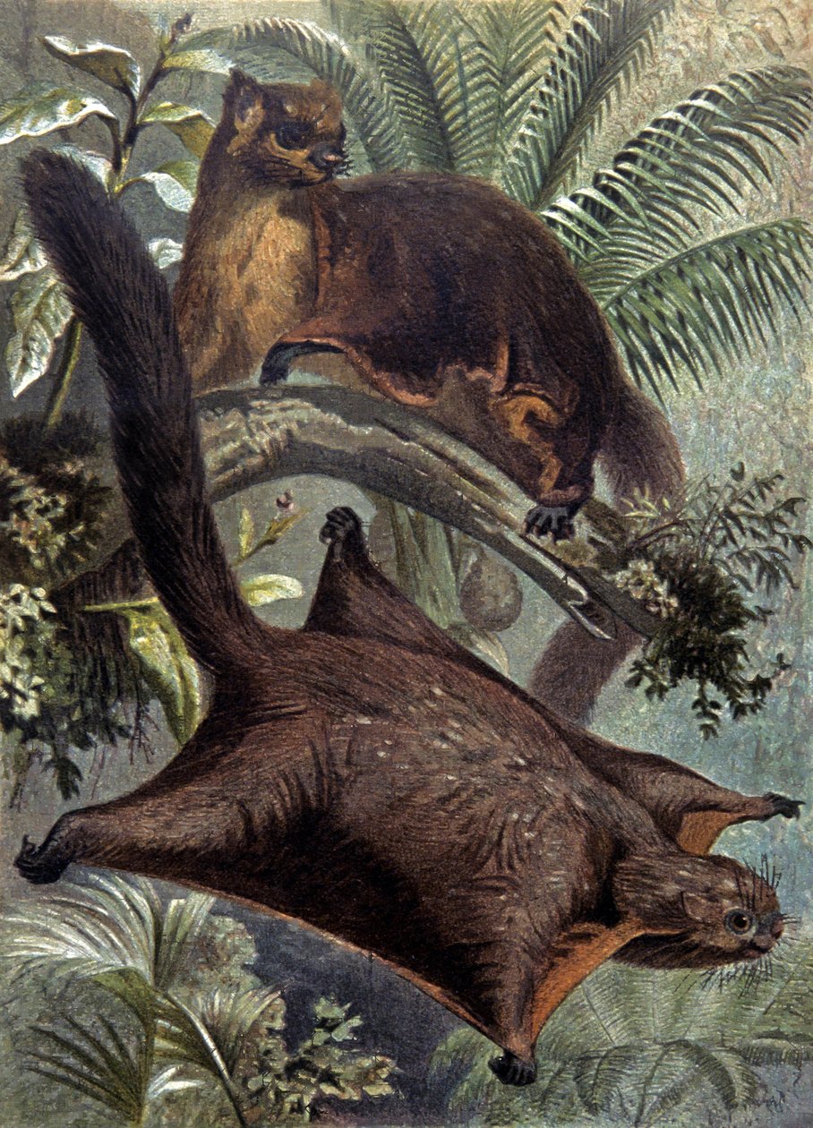 Taguans, écureuil volant - Wilhelm Kuhnert