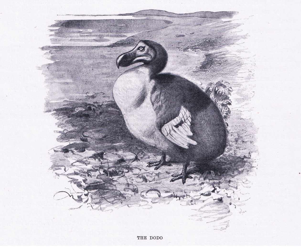 Le Dodo, illustration de La Faune du Monde, c.1910 - Wilhelm Kuhnert