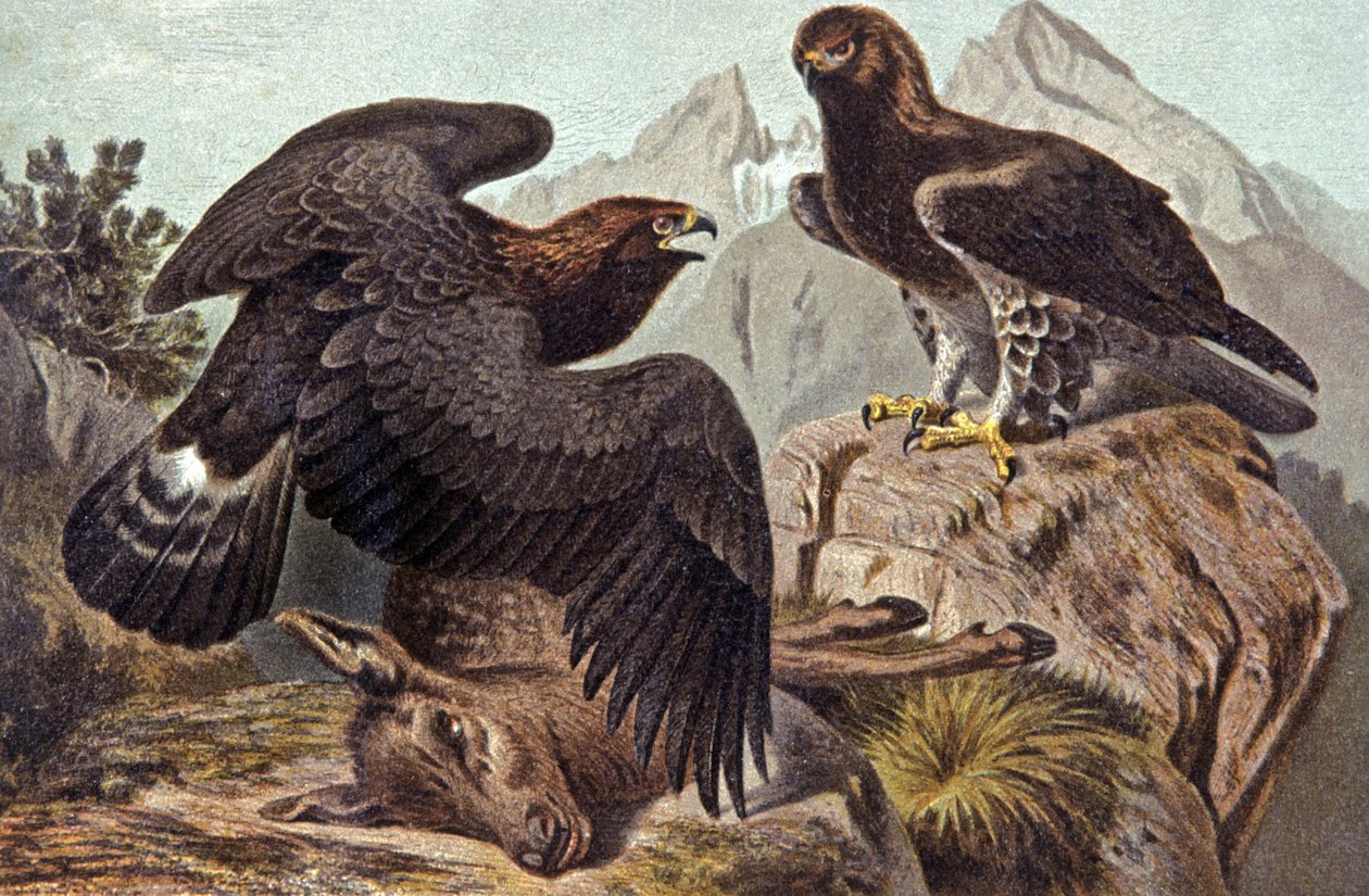 Aigle royal (illustration) - Wilhelm Kuhnert