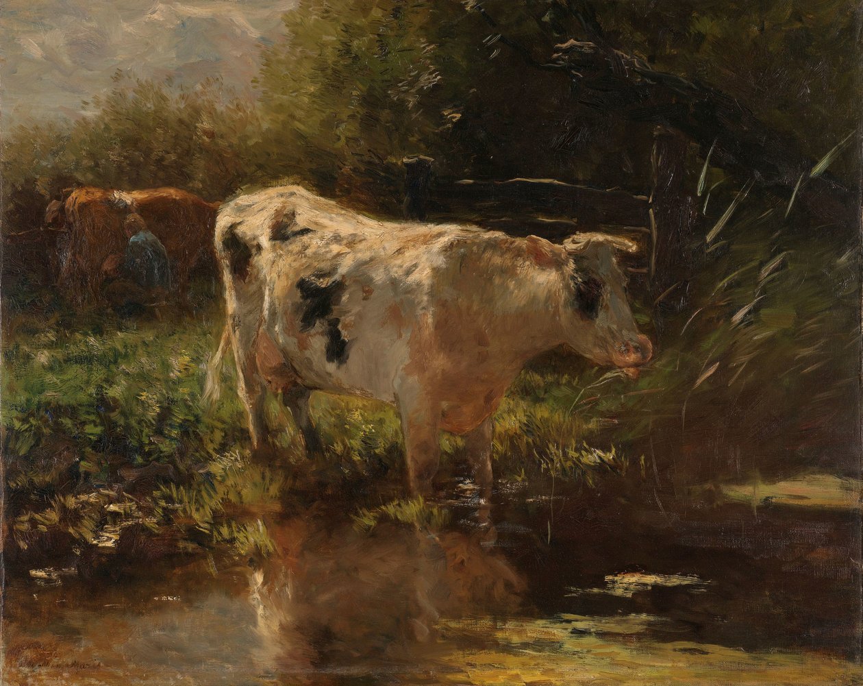 Une vache près d