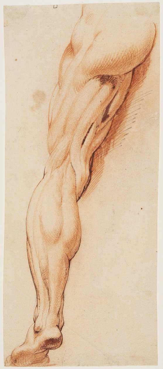 Étude anatomique (écorché). La jambe gauche écorchée d