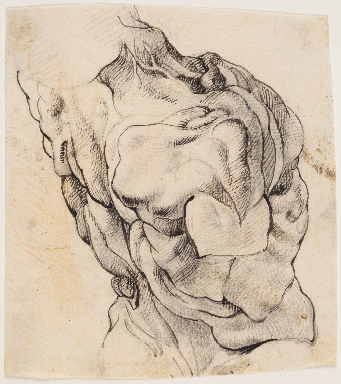 Étude anatomique (écorché). Torse d